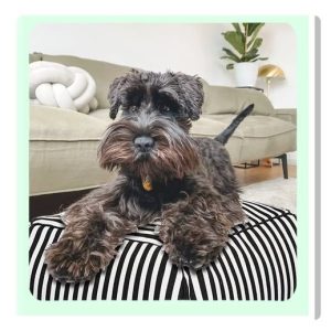 NEW - Floor Cushion Cotton Washable Zebra Cover - Cozy Bean Bag - Footstool 4 Relaxing LRoom,Bedroom, S